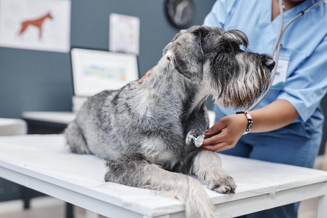 Gerrick Mijares of Rancho Mirage on Everyday Pet-Care Standards Inspired by ASPCA Membership