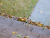 Falling Leaves